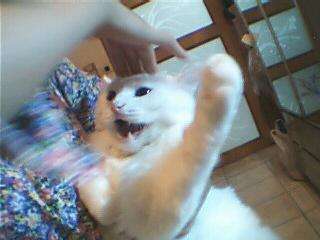 男子被猫抓伤没在意 数月后狂犬病死亡_科普中国